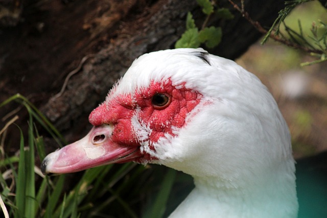 协议内容包 协议内容包